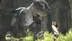 اکانت قانونی The Last Guardian برای PS5 و PS4